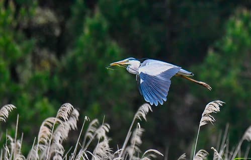 Garça-real, a construir o ninho, Grey Heron, building the nest