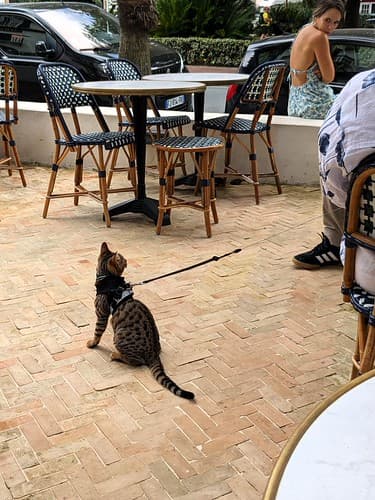 RESTAURANT LE PALMIER