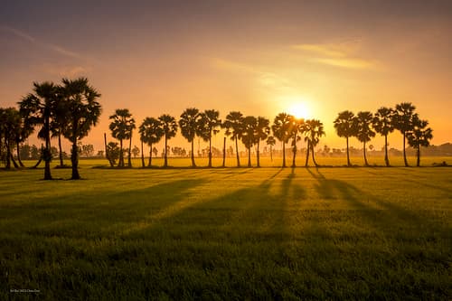 Sunrise with palms trees in Mekong Delta - Voyage photo au Vietnam