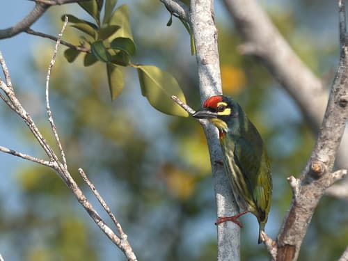 Chaudronnier barbet