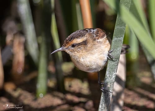 Wren-like Rushbird - Synallaxe Troglodyte