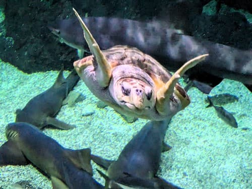 TORTUE MARINE CAOUANNE