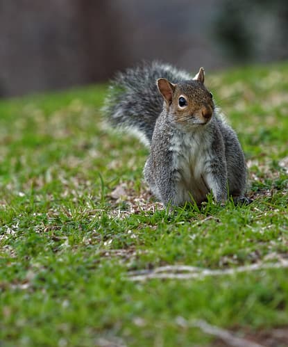 2024-02-08_11-08-59_ILCE-7C_DSC10729_Kiri_DxO
