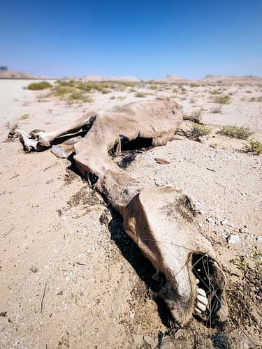 Deadly Desert