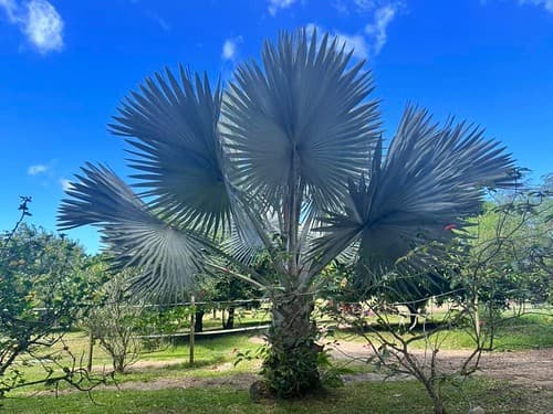 The islands of Martinique, Curaçao, Bonaire, Antigua
