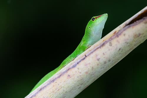 Madagascar Giant Day Gecko, Mauritius