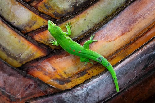 Grosser Madagaskar Taggecko, Mauritius