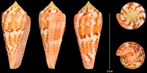 Conus granulatus (glory-of-the-Atlantic cone snail shell)