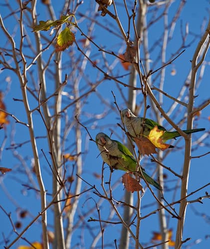 2024-12-16_12-20-09_ILCE-7C_DSC12399_Kiri_DxO