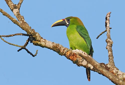 097/365 - Northern Emerald-Toucanet - Aulacorhynchus prasinus, Monteverde, Puntarenas, Costa Rica, April 7, 2025