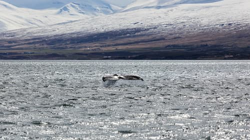 Whale Watching