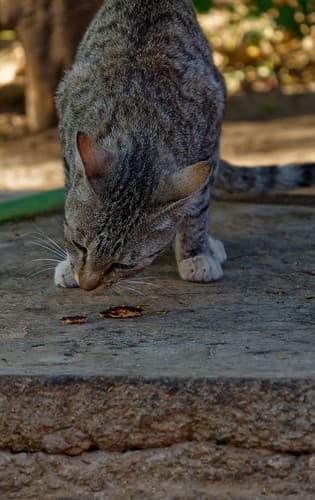 2025-04-02_16-41-36_ILCE-7CM2_DSCHR6653_DxO