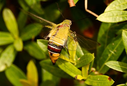 Cephonodes hylas (?) (Sphyngidae)
