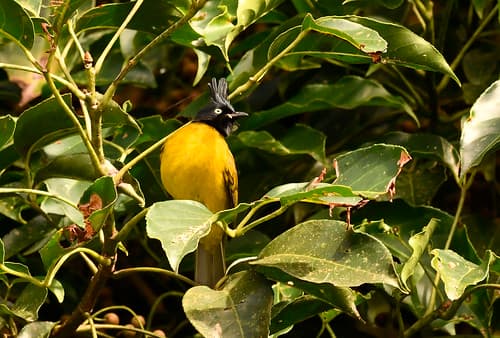 Bulbul à crête noire
