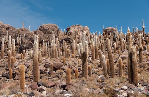 Isla Incahuasi, Bolivia