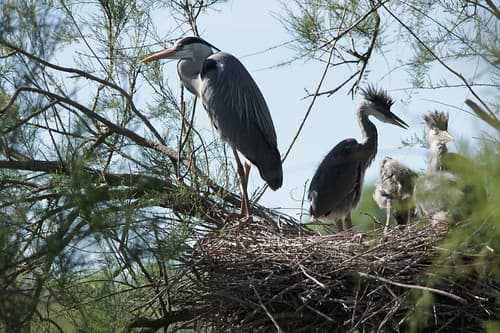 Ardea cinerea