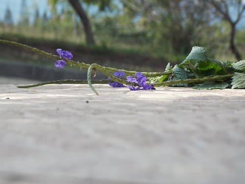 P'tite fleur aimée