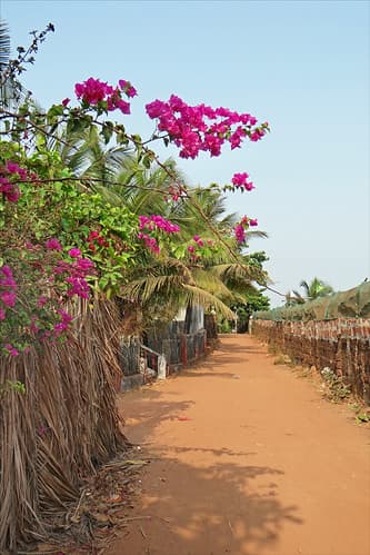 Un chemin vers la plage (Goa,Inde)