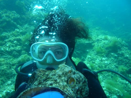 plongée sous marine, le poulpe