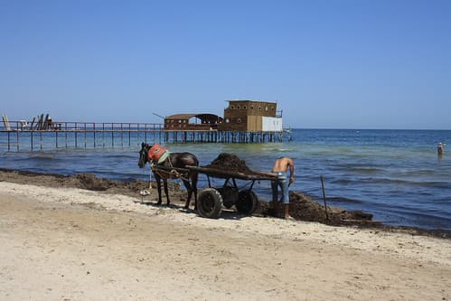 Monastir, ramasseur d'algues,Tunisie