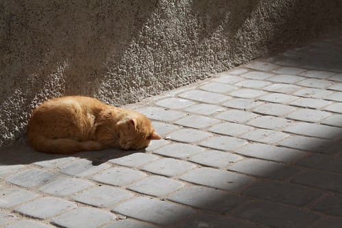 Cats, Essaouira, Maroc