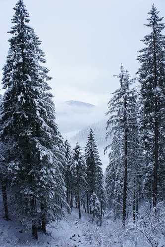 Les sapins