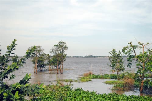 Rizières inondées à la frontière avec le Cambodge (Vietnam)