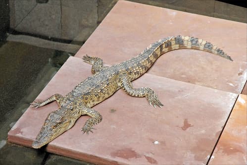 Crocodile du Siam (Siem Reap)