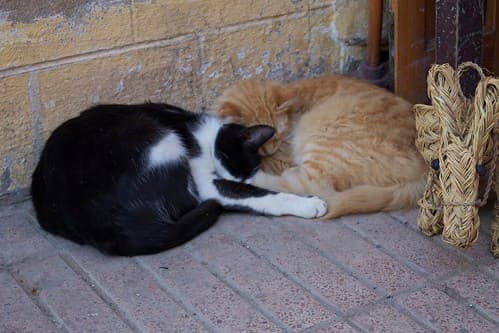 Cats, Essaouira, Maroc