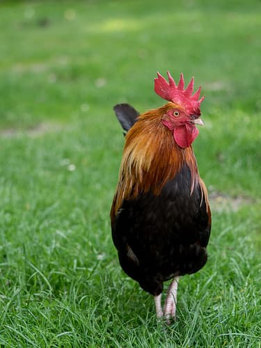 Cockerel