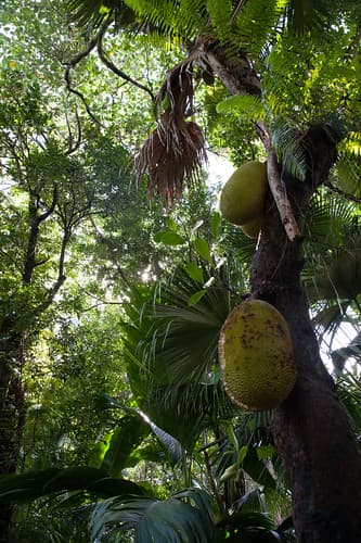 Jaque (fruit) - La Réunion