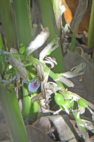Fruits de Cardamome (Kerala, Inde)
