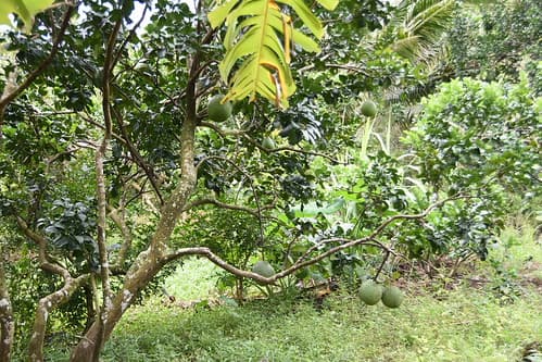 Pomelo tree on Turtle Island