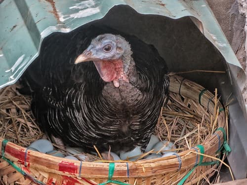 Turkey