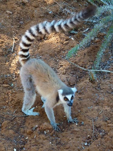 Ring-TAILED Lemur, Madagascar