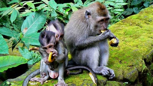 Ubud - Monkey Forrest - Bali / Indonesië