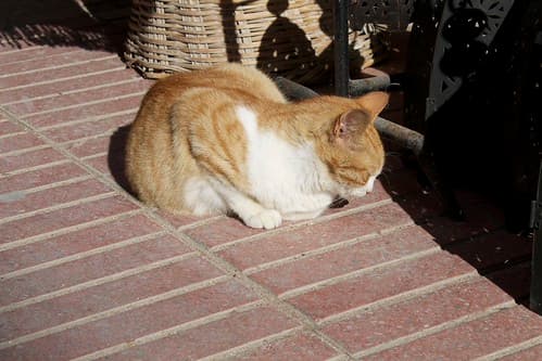 Cats, Essaouira, Maroc