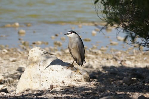 Nycticorax nycticorax