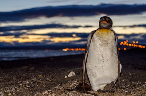 pingüino rey.