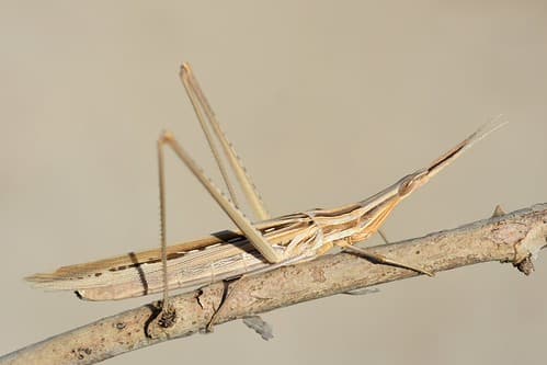 Acrida hungarica