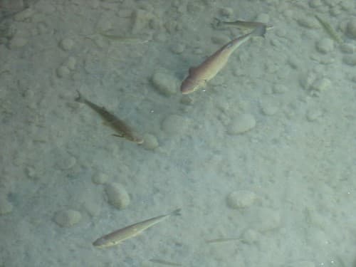 Fish in the lake, Relais du Saint-Bernard, Martigny, Switzerland