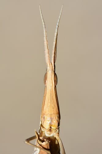 Acrida hungarica