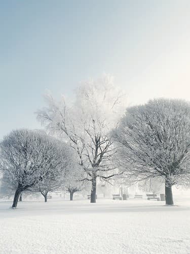 Beauty of frost ❄