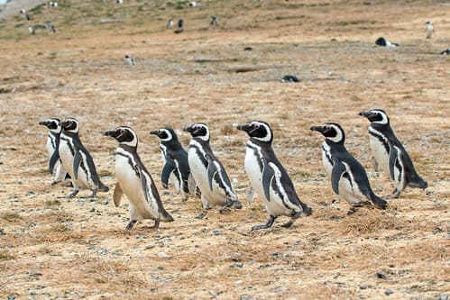 Isla Magdalena