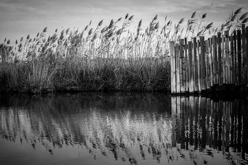 Camargue Mirror