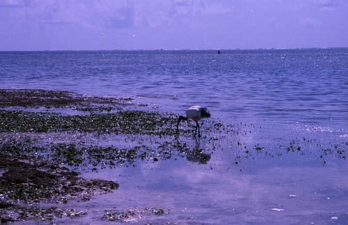 Kenya 185
