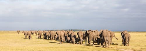 Amboseli, Kenya
