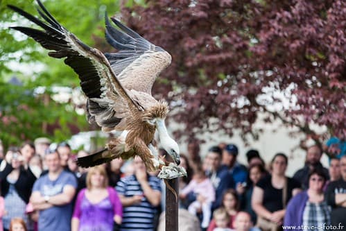 Spectacle de rapaces, Coucy le Chateau 2013 - Steve.© -