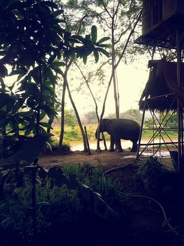 Chilling elephant