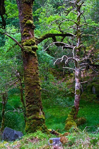 Kerry Trail - Killarney National Park 26